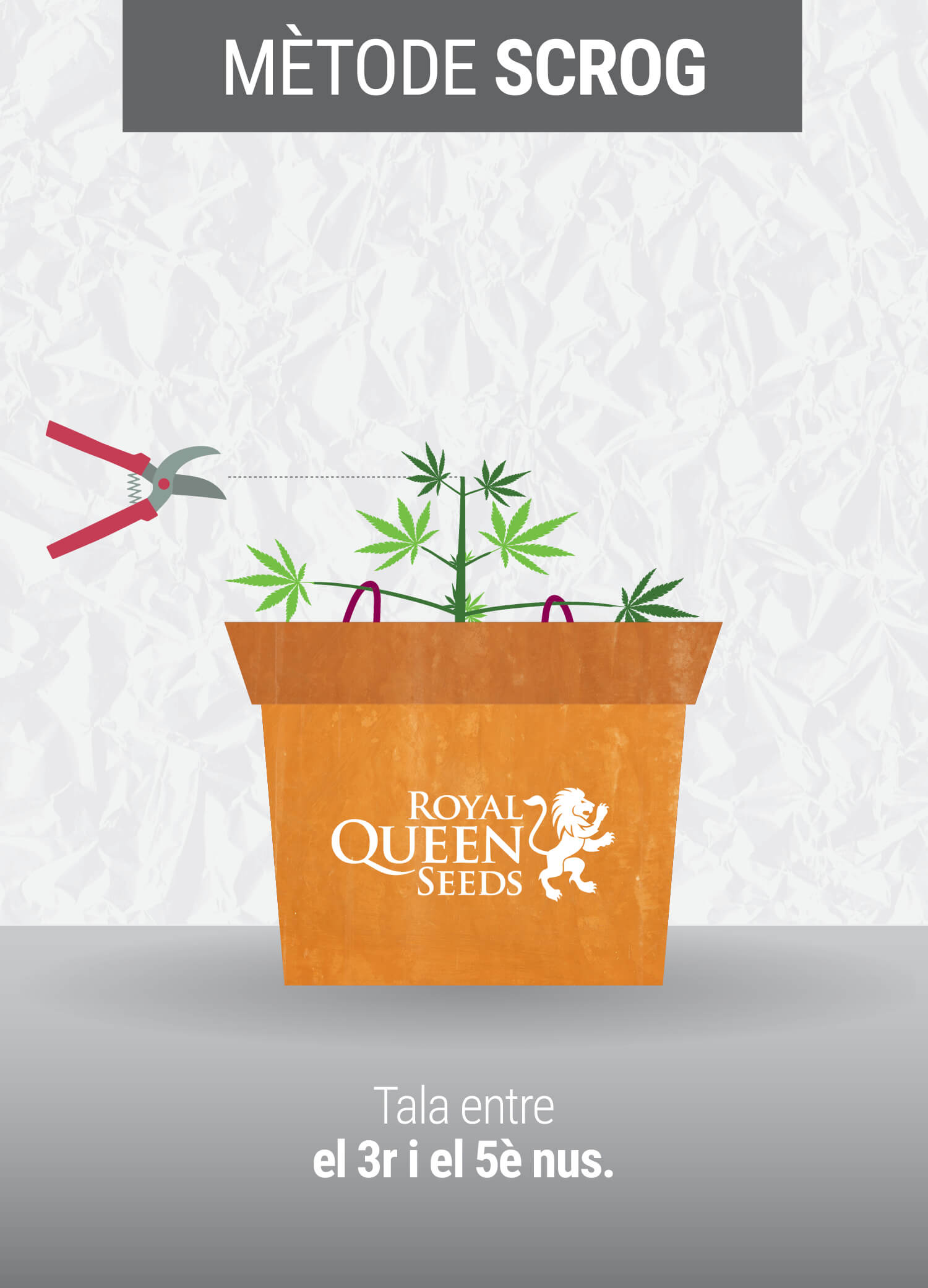 Cultivant cannabis amb el mètodo SCROG (Screen of Green)