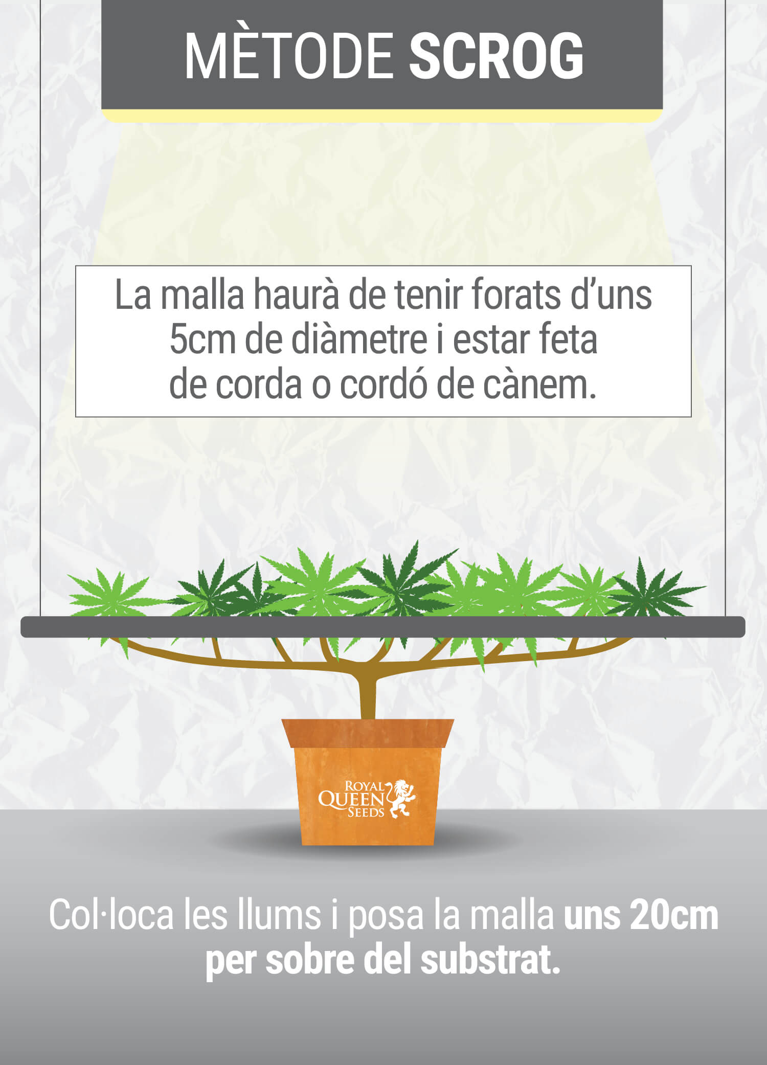 Cultivant cannabis amb el  mètodo SCROG (Screen of Green) Segunda Fase