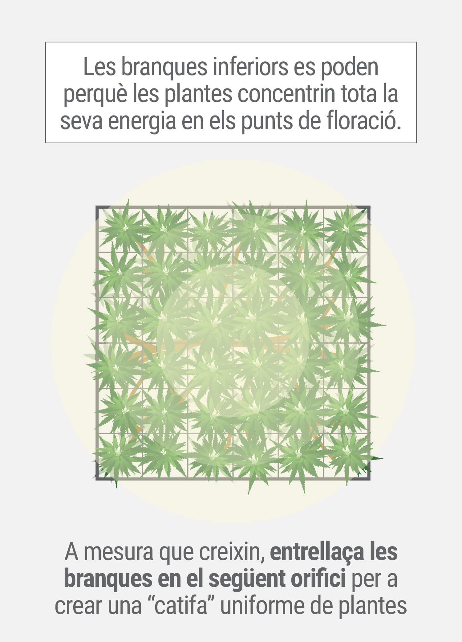 Cultivant cannabis amb el mètode SCROG (Screen of Green) Tercera Fase