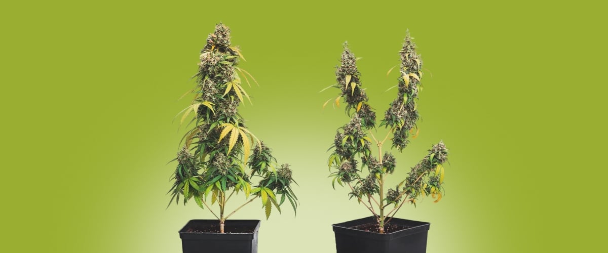 Side-by-side example of cannabis topping: untopped plant with one main cola compared to a topped plant with multiple colas