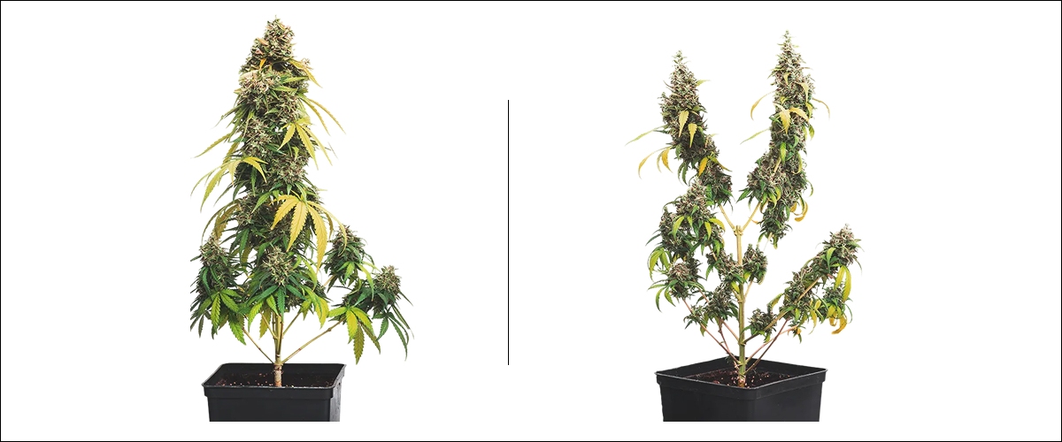 Side-by-side example of cannabis topping: untopped plant with one main cola compared to a topped plant with multiple colas