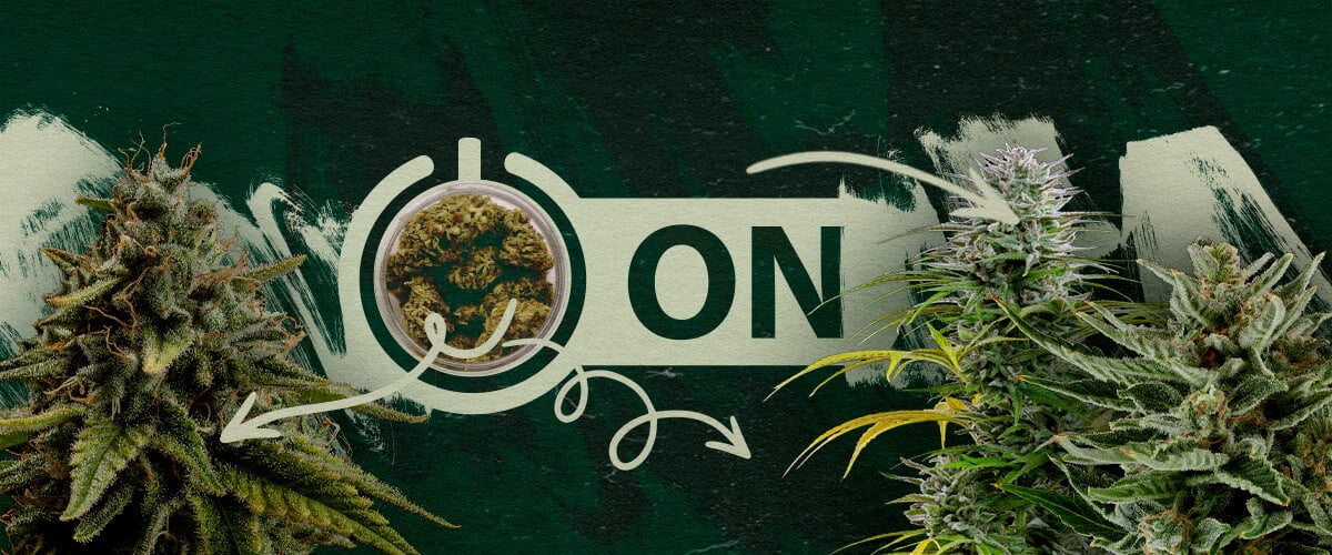 Cannabis buds in a jar with an 