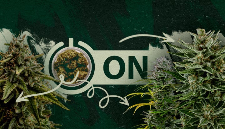 Cannabis buds in a jar with an 