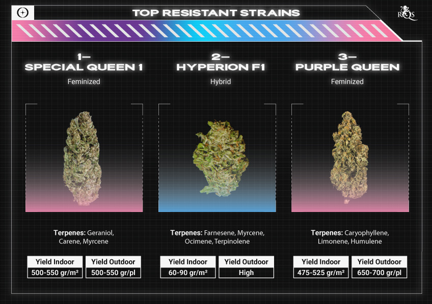 Top RQS Resistant Strains Top RQS Resistant Strains