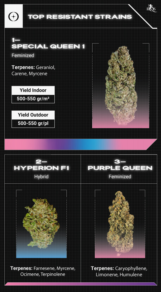 Top RQS Resistant Strains Top RQS Resistant Strains