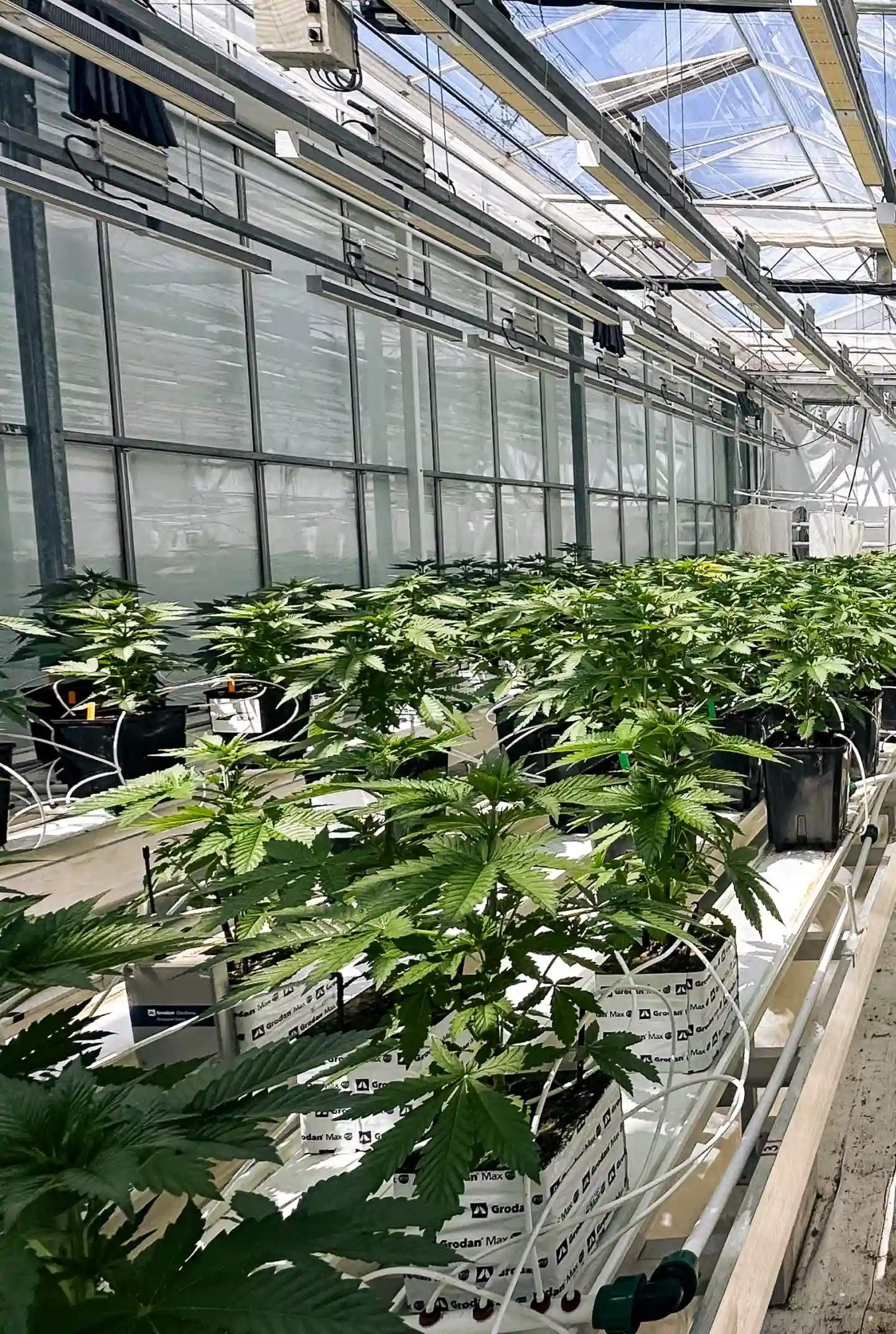 Cannabis Crop Steering Trial Room Cannabis plants growing in a controlled greenhouse trial room, showing rockwool blocks, irrigation lines, bright canopy lighting, and rows of healthy plants used for crop steering research.
