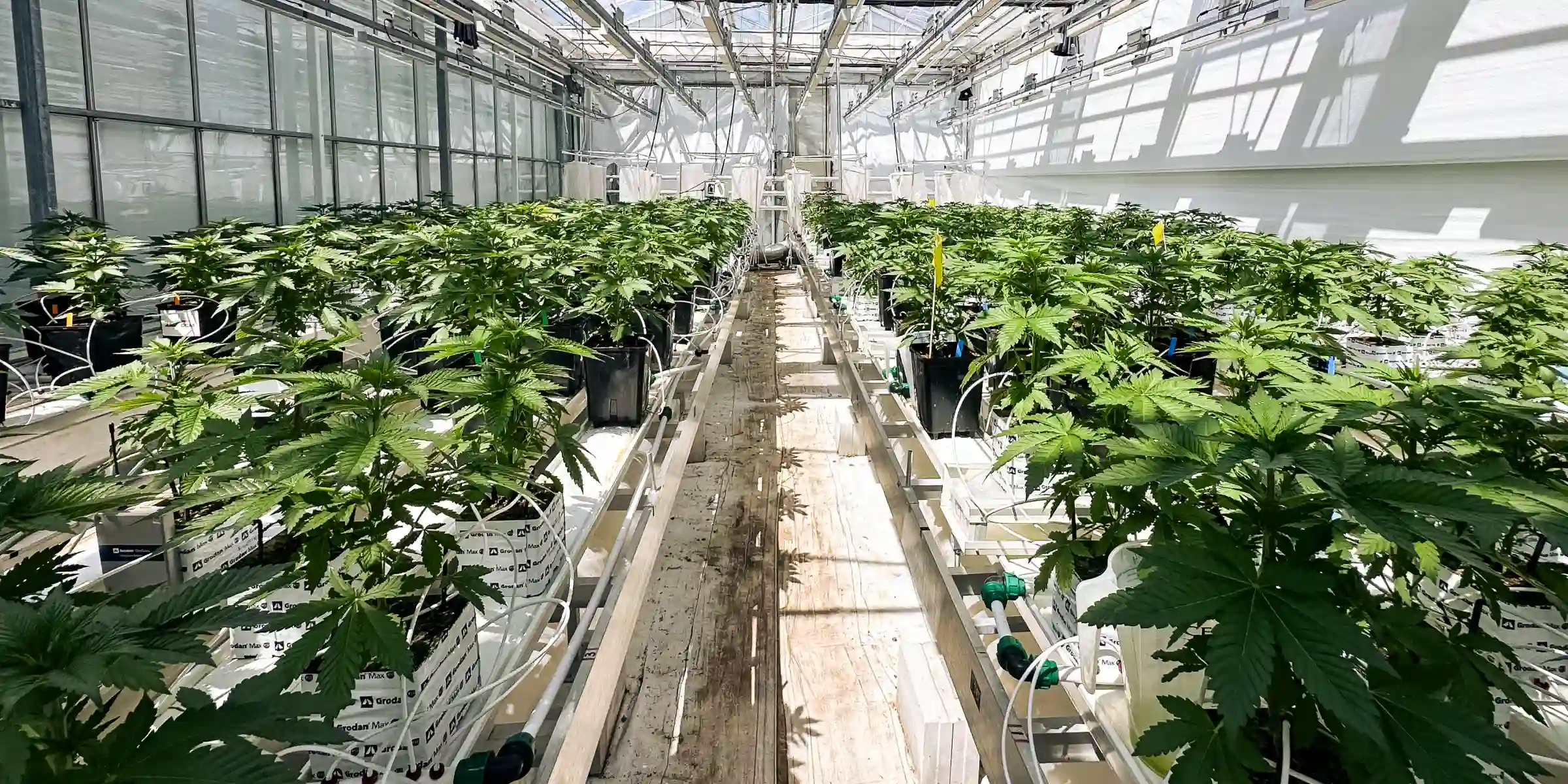 Cannabis Crop Steering Trial Room Cannabis plants growing in a controlled greenhouse trial room, showing rockwool blocks, irrigation lines, bright canopy lighting, and rows of healthy plants used for crop steering research.