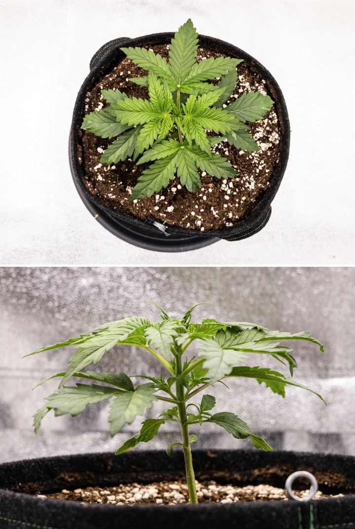 Informe de cultiu de Royal Creamatic: setmana 2, creixement vegetatiu Planta de cànnabis Royal Creamatic a la setmana 2, mostrant creixement vegetatiu compacte, fulles verdes saludables, entrenusos curts i terra rica en perlita.