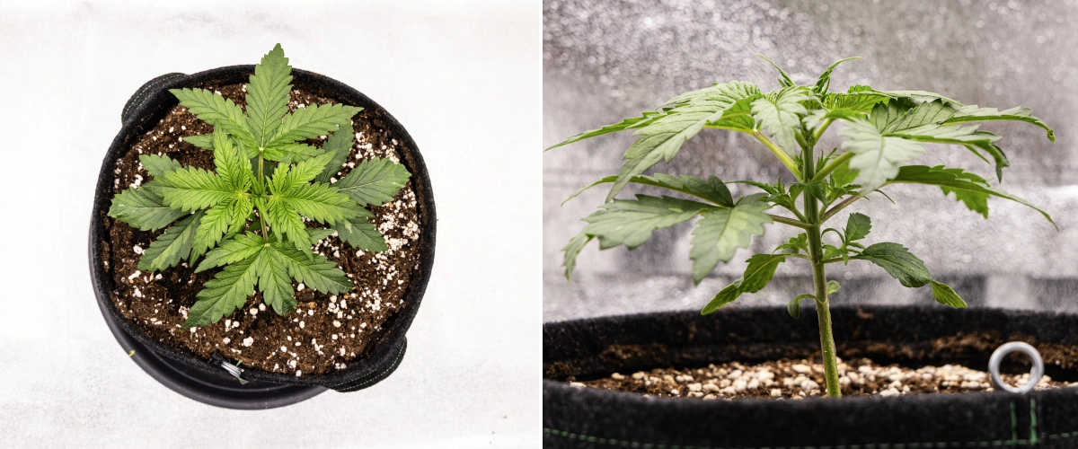 Informe de cultiu de Royal Creamatic: setmana 2, creixement vegetatiu Planta de cànnabis Royal Creamatic a la setmana 2, mostrant creixement vegetatiu compacte, fulles verdes saludables, entrenusos curts i terra rica en perlita.