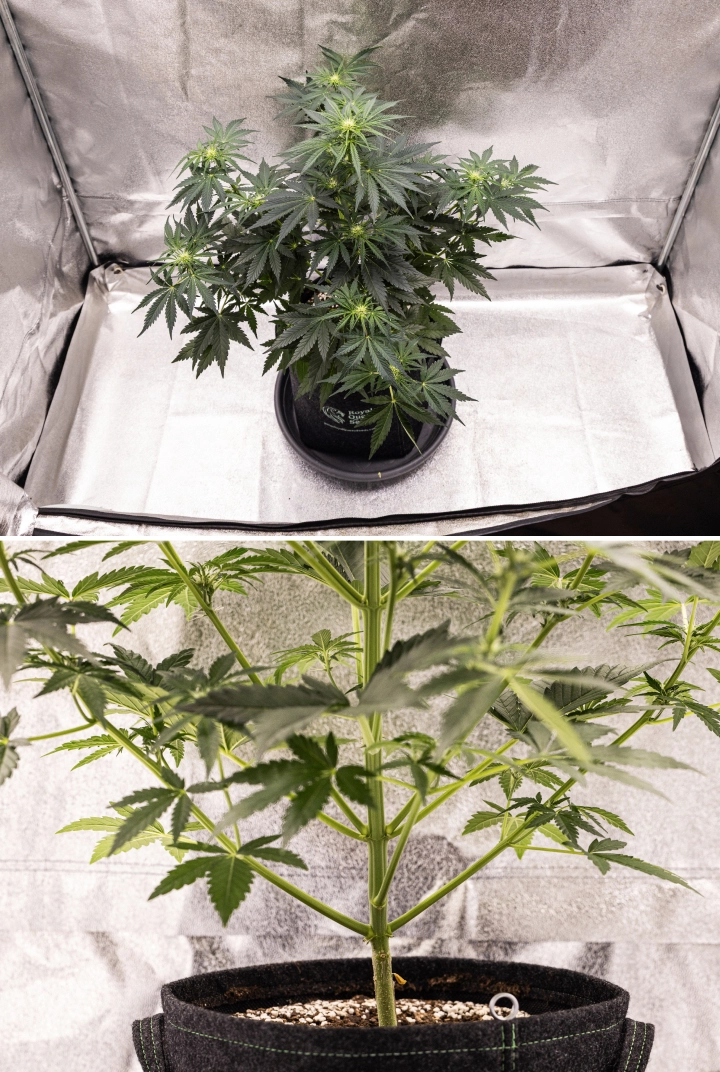 Informe de cultiu de Royal Creamatic: setmana 5, desenvolupament de les flors Planta de cànnabis Royal Creamatic a la setmana 5, mostrant cabdells en desenvolupament, fullatge verd saludable, branques fortes i una estructura de floració equilibrada.