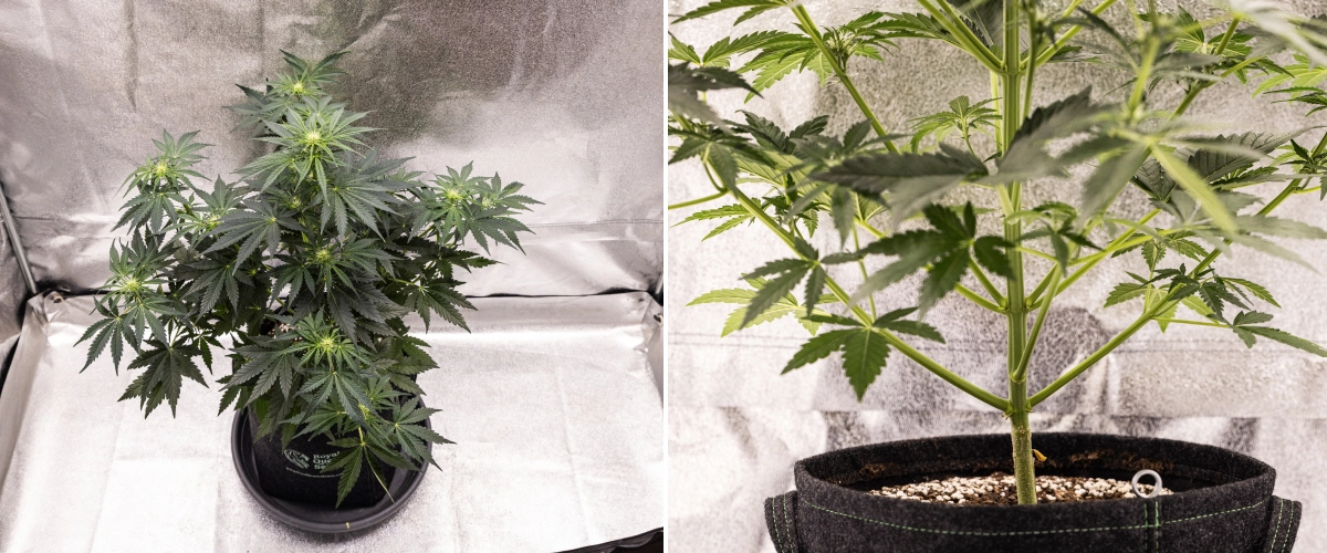 Informe de cultiu de Royal Creamatic: setmana 5, desenvolupament de les flors Planta de cànnabis Royal Creamatic a la setmana 5, mostrant cabdells en desenvolupament, fullatge verd saludable, branques fortes i una estructura de floració equilibrada.