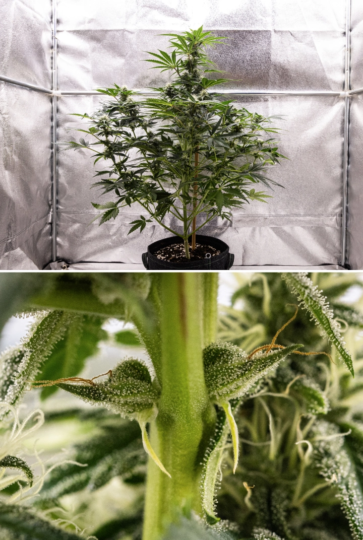Informe de cultiu de Royal Creamatic: setmana 7, alta producció de tricomes Planta de cànnabis Royal Creamatic a la setmana 7, mostrant cabdells gebrats, una cobertura abundant de tricomes, pistils blancs i fullatge verd saludable.