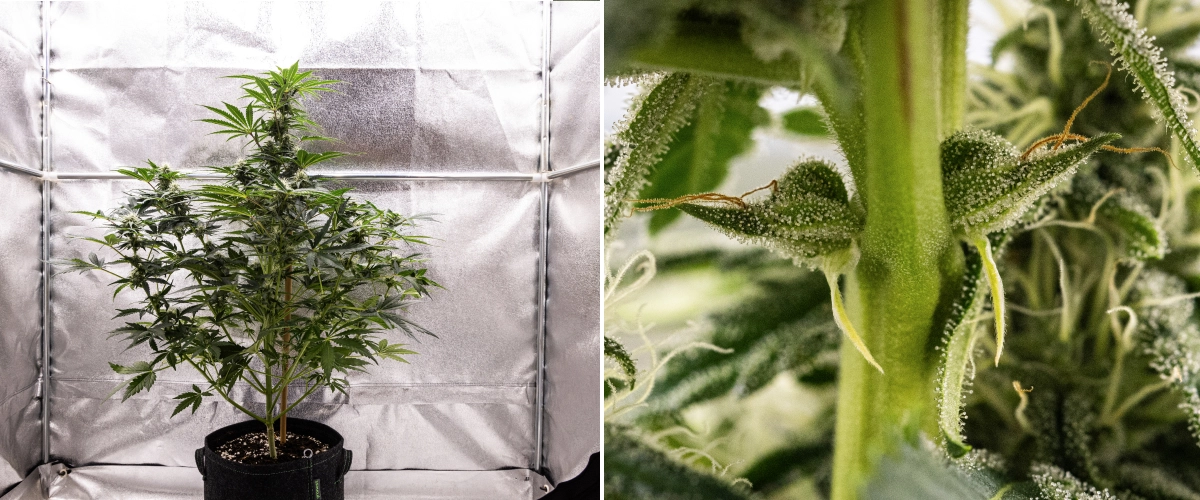 Informe de cultiu de Royal Creamatic: setmana 7, alta producció de tricomes Planta de cànnabis Royal Creamatic a la setmana 7, mostrant cabdells gebrats, una cobertura abundant de tricomes, pistils blancs i fullatge verd saludable.