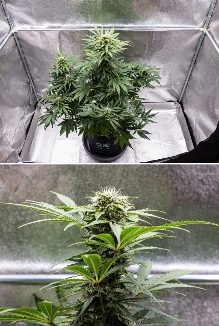 Informe de cultiu de Royal Creamatic: setmana 8, cabdells densos i enganxosos Planta de cànnabis Royal Creamatic a la setmana 8, mostrant cabdells densos i enganxosos, tricomes gebrats, pistils blancs i fulles verdes saludables.