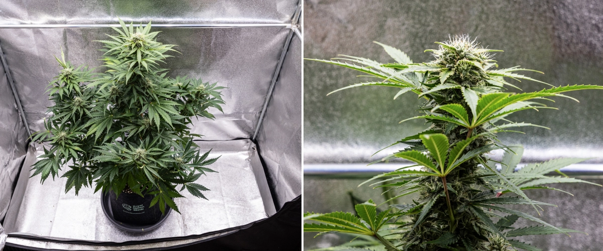 Informe de cultiu de Royal Creamatic: setmana 8, cabdells densos i enganxosos Planta de cànnabis Royal Creamatic a la setmana 8, mostrant cabdells densos i enganxosos, tricomes gebrats, pistils blancs i fulles verdes saludables.