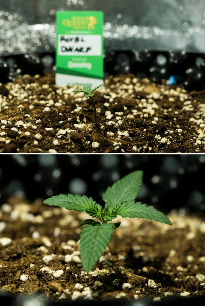 Informe de cultiu de Royal Dwarf: setmana 1, fase de plàntula Plàntules de cànnabis Royal Dwarf a la setmana 1, mostrant creixement inicial, fulles verdes, terra rica en perlita i un paquet de Royal Queen Seeds.