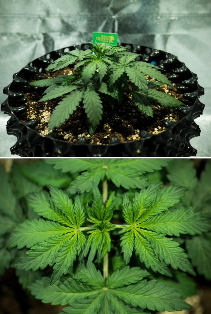 Informe de cultiu de Royal Dwarf: setmana 2, creixement vegetatiu Planta de cànnabis Royal Dwarf a la setmana 2, mostrant creixement vegetatiu compacte, fulles verdes saludables, entrenusos curts i terra rica en perlita.