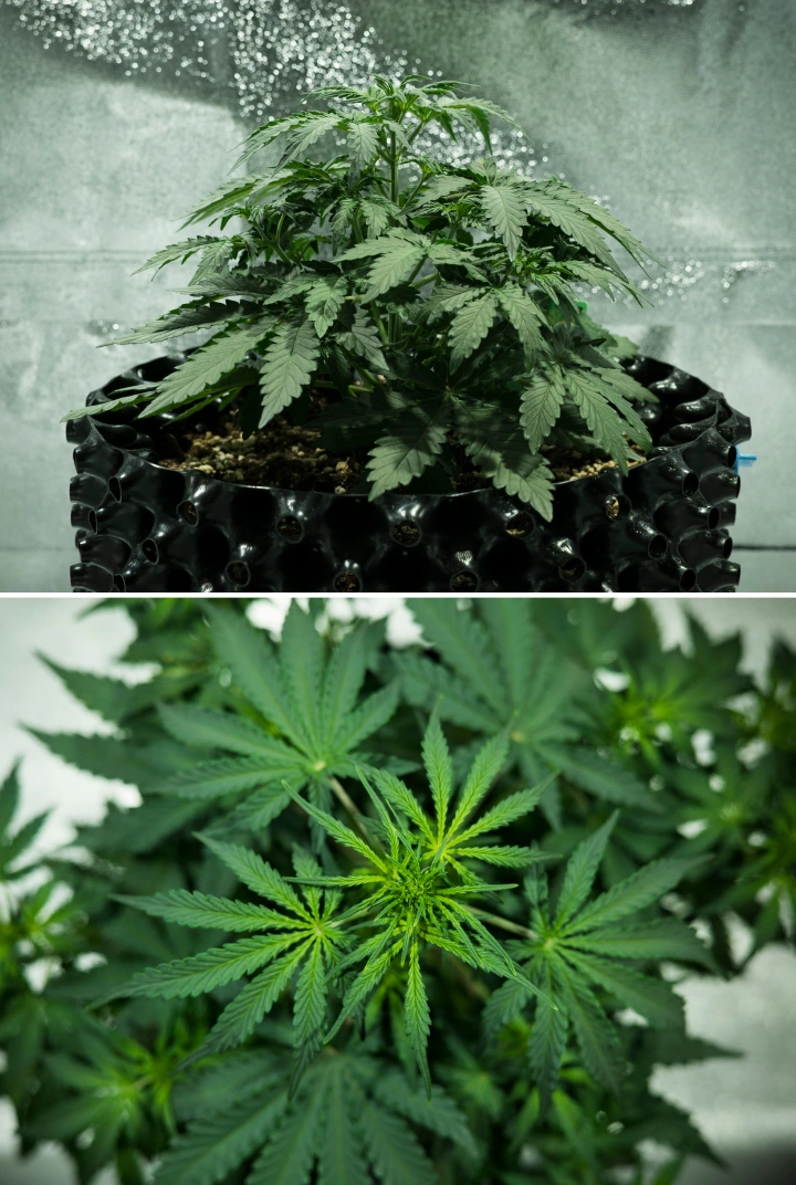 Informe de cultiu de Royal Dwarf: setmana 3, estirada de creixement Planta de cànnabis Royal Dwarf a la setmana 3, mostrant creixement compacte i frondós, primers senyals de floració, fullatge verd saludable i un test AirPot.