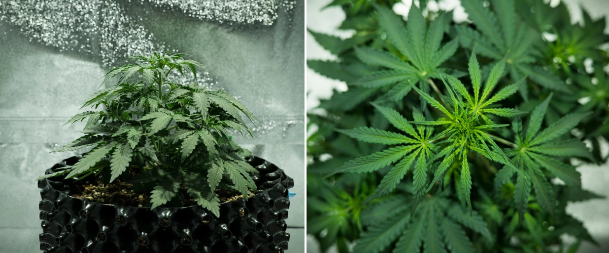 Informe de cultiu de Royal Dwarf: setmana 3, estirada de creixement Planta de cànnabis Royal Dwarf a la setmana 3, mostrant creixement compacte i frondós, primers senyals de floració, fullatge verd saludable i un test AirPot.
