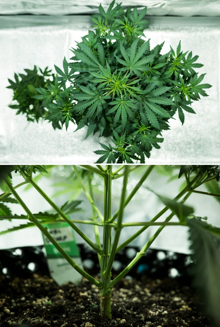 Informe de cultiu de Royal Dwarf: setmana 4, inici de floració Planta de cànnabis Royal Dwarf a la setmana 4, mostrant l’inici de la floració, fullatge verd saludable, una estructura de branques forta i una tija principal robusta.