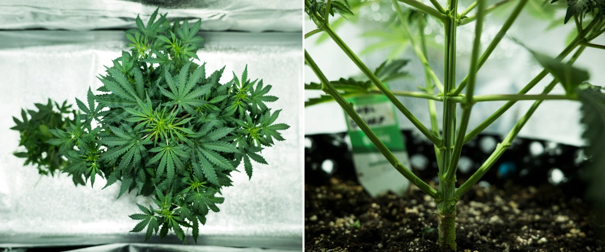 Informe de cultiu de Royal Dwarf: setmana 4, inici de floració Planta de cànnabis Royal Dwarf a la setmana 4, mostrant l’inici de la floració, fullatge verd saludable, una estructura de branques forta i una tija principal robusta.