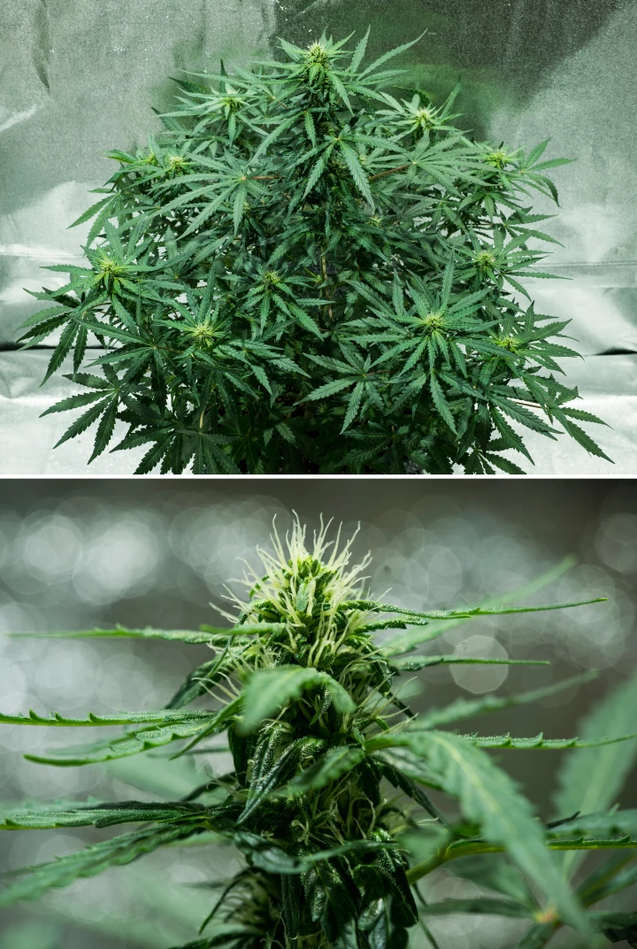 Informe de cultiu de Royal Dwarf: setmana 5, desenvolupament de les flors Planta de cànnabis Royal Dwarf a la setmana 5, mostrant cabdells en desenvolupament, pistils blancs, fullatge verd saludable i una estructura de floració compacta.