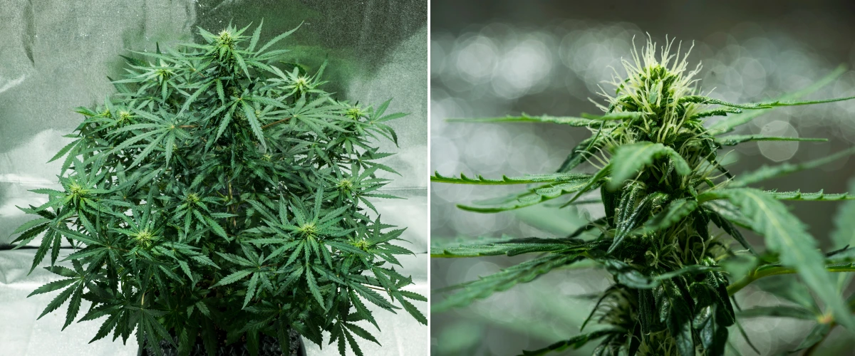 Informe de cultiu de Royal Dwarf: setmana 5, desenvolupament de les flors Planta de cànnabis Royal Dwarf a la setmana 5, mostrant cabdells en desenvolupament, pistils blancs, fullatge verd saludable i una estructura de floració compacta.