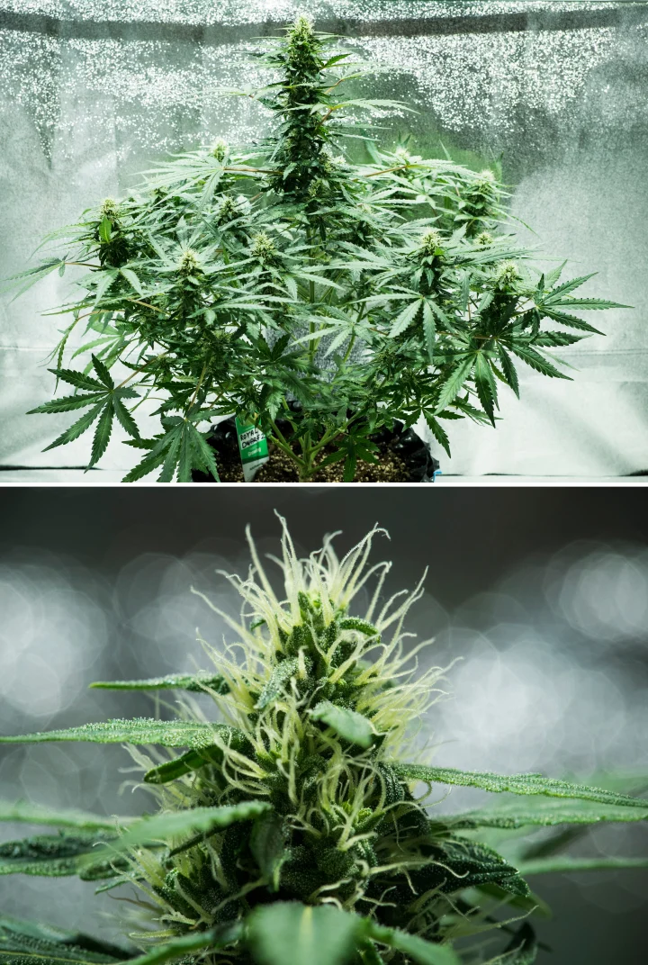 Informe de cultiu de Royal Dwarf: setmana 6, producció de resina Planta de cànnabis Royal Dwarf a la setmana 6, mostrant cabdells resinosos, pistils blancs, fullatge saludable i una cua principal alta.