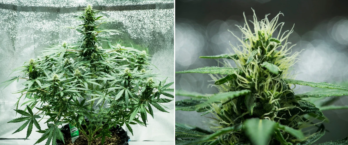 Informe de cultiu de Royal Dwarf: setmana 6, producció de resina Planta de cànnabis Royal Dwarf a la setmana 6, mostrant cabdells resinosos, pistils blancs, fullatge saludable i una cua principal alta.