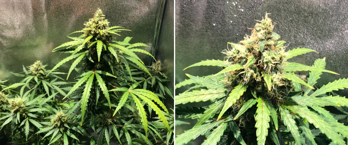 Informe de cultiu de Royal Dwarf: setmana 8, floració avançada Planta de cànnabis Royal Dwarf a la setmana 8, mostrant cabdells en floració avançada, pistils taronges, flors resinoses i fullatge verd saludable.