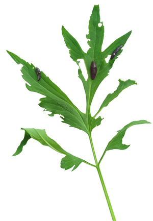 slug snail eating crop cannabis plant leaf