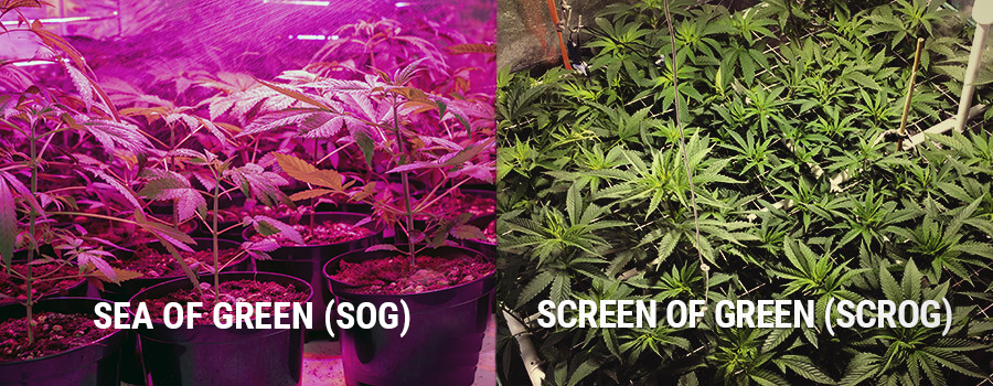 SOG SCROG SOG SCROG