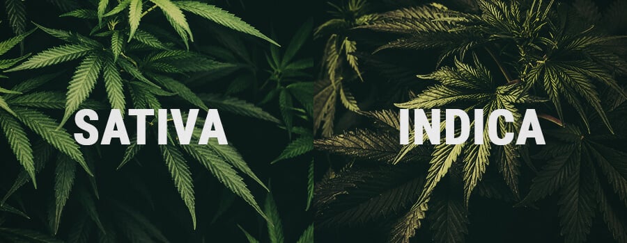 Indica Et Sativa