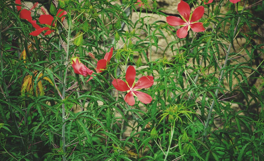 Scarlet Rosemallow (Hibiscus coccineus)