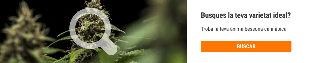 Cannabis Seedfinder