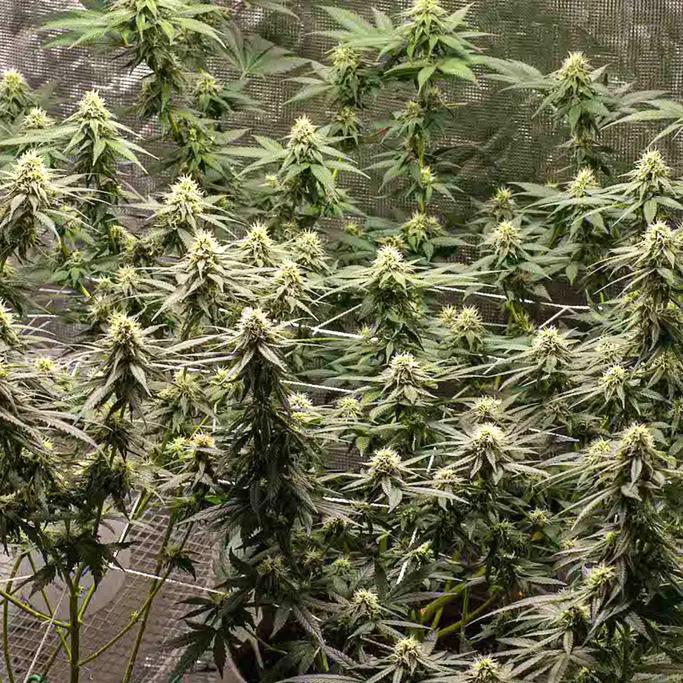 Shining Silver Haze Shining Silver Haze