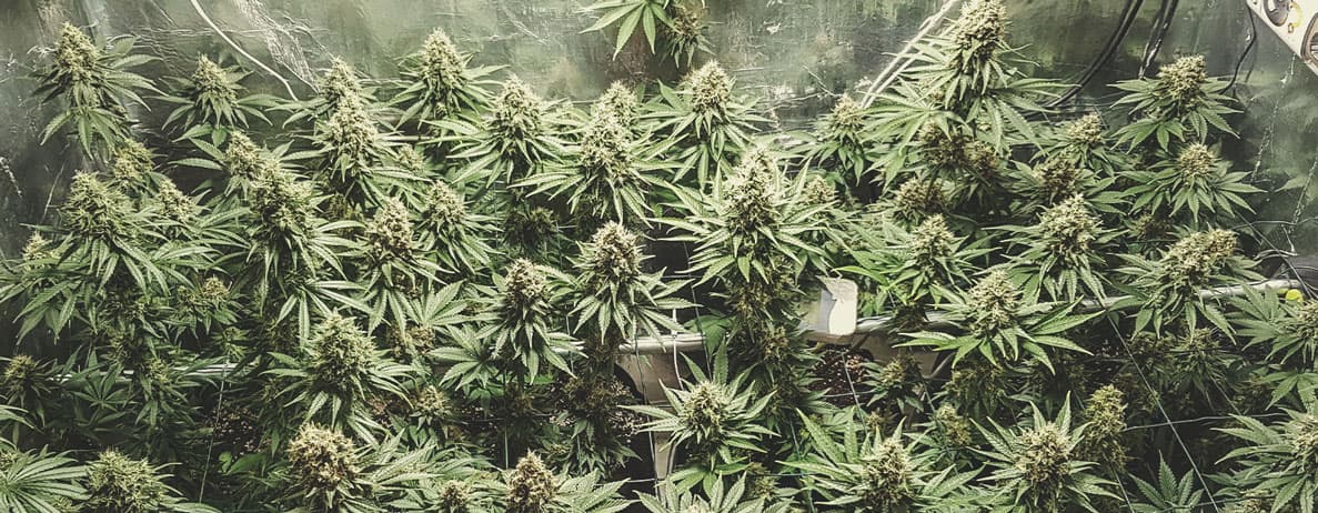 Shining Silver Haze Shining Silver Haze