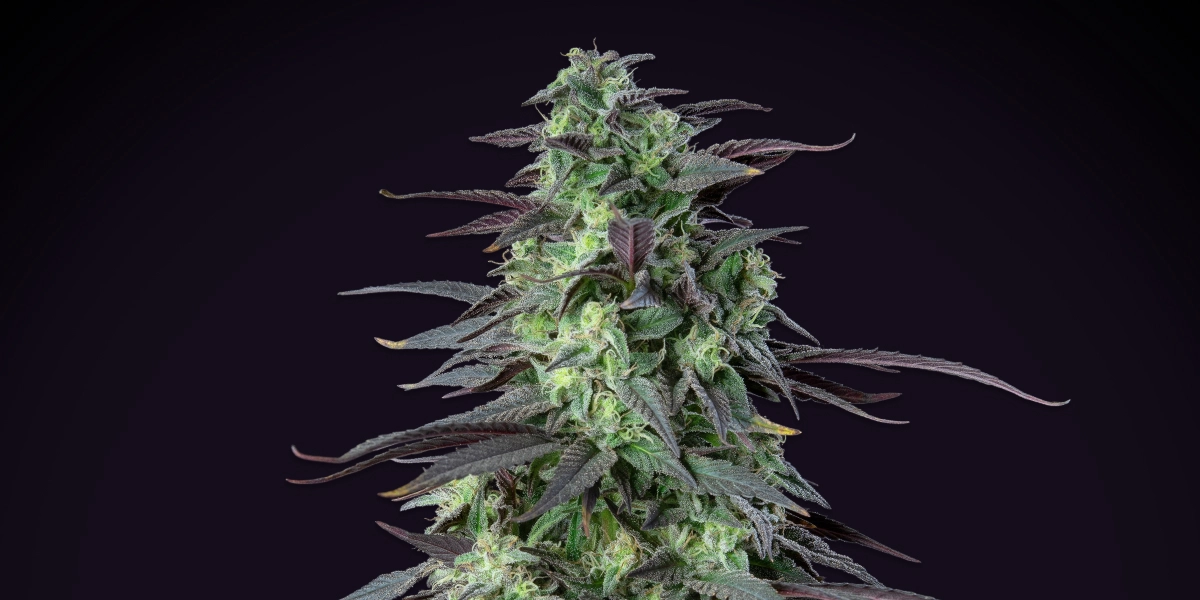 Skunk XL: Highest Yield Within 100 cm Skunk XL cannabis plant with dense frosty buds, purple-green leaves, white pistils, and compact flowering structure against a dark background.