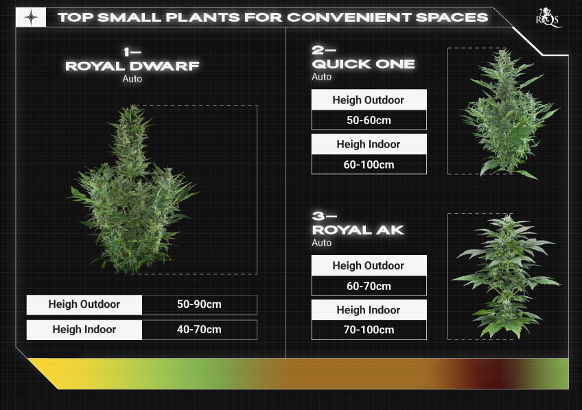 Top RQS Small Plants