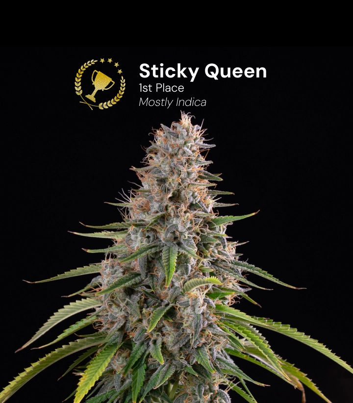 Sticky Queen Cannabis Strain Award Winner Discover Sticky Queen, a mostly indica cannabis strain and award-winning variety with dense, resinous buds.