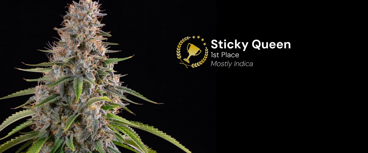 Sticky Queen Cannabis Strain Award Winner Discover Sticky Queen, a mostly indica cannabis strain and award-winning variety with dense, resinous buds.