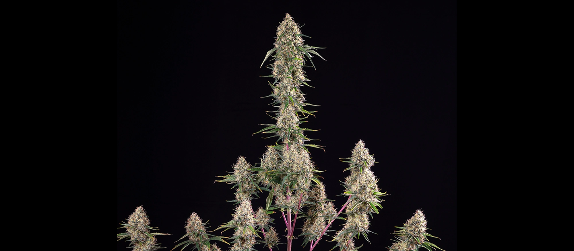 Sundae Driver Sundae Driver