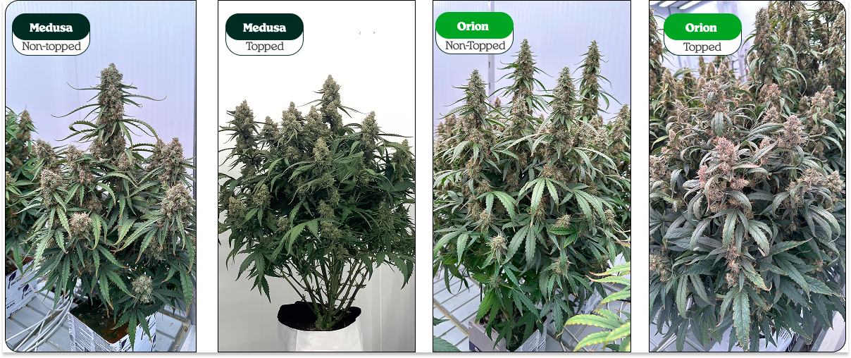 Topped vs non-topped cannabis plants comparison showing Medusa and Orion: single main cola vs multiple colas