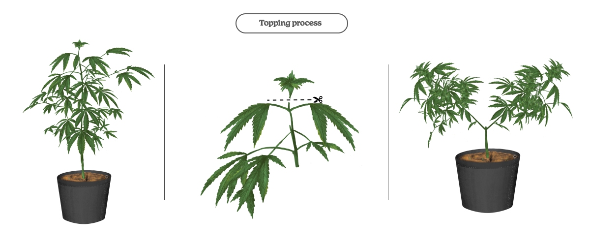 Diagram of the cannabis topping process: cutting the main tip to promote two main shoots and more colas