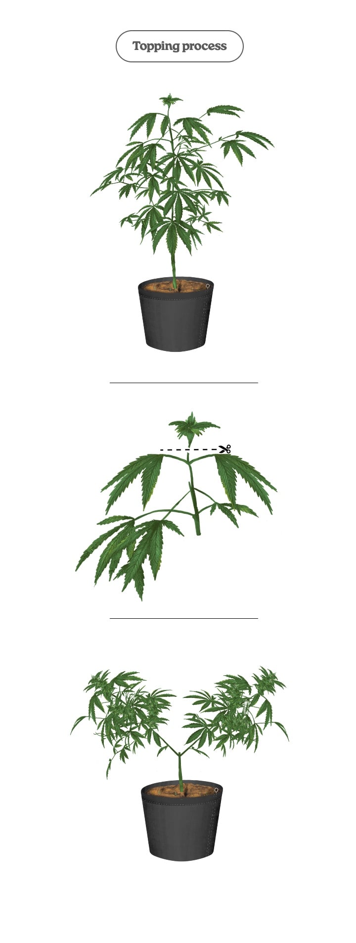 Diagram of the cannabis topping process: cutting the main tip to promote two main shoots and more colas