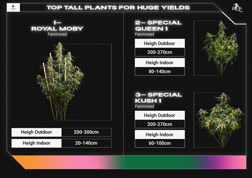Top RQS Tall Plants Top RQS Tall Plants