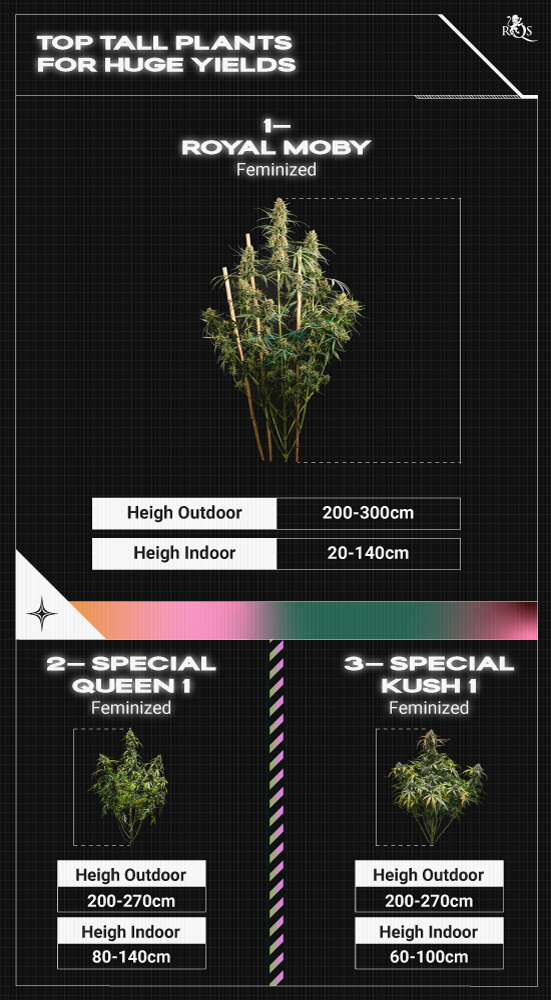 Top RQS Tall Plants