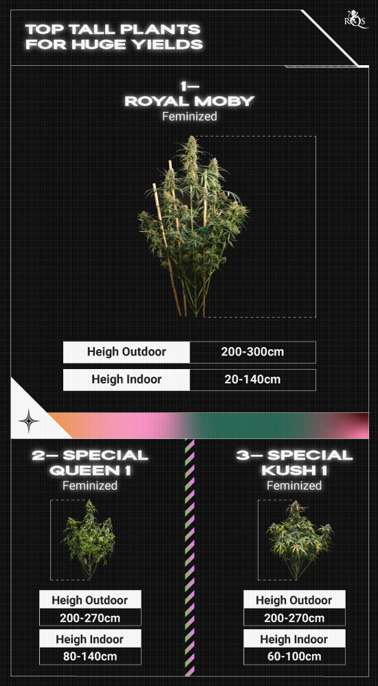 Top RQS Tall Plants Top RQS Tall Plants