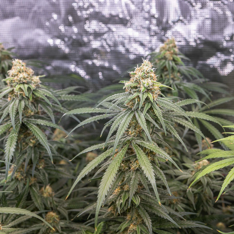 Tangie Tangie