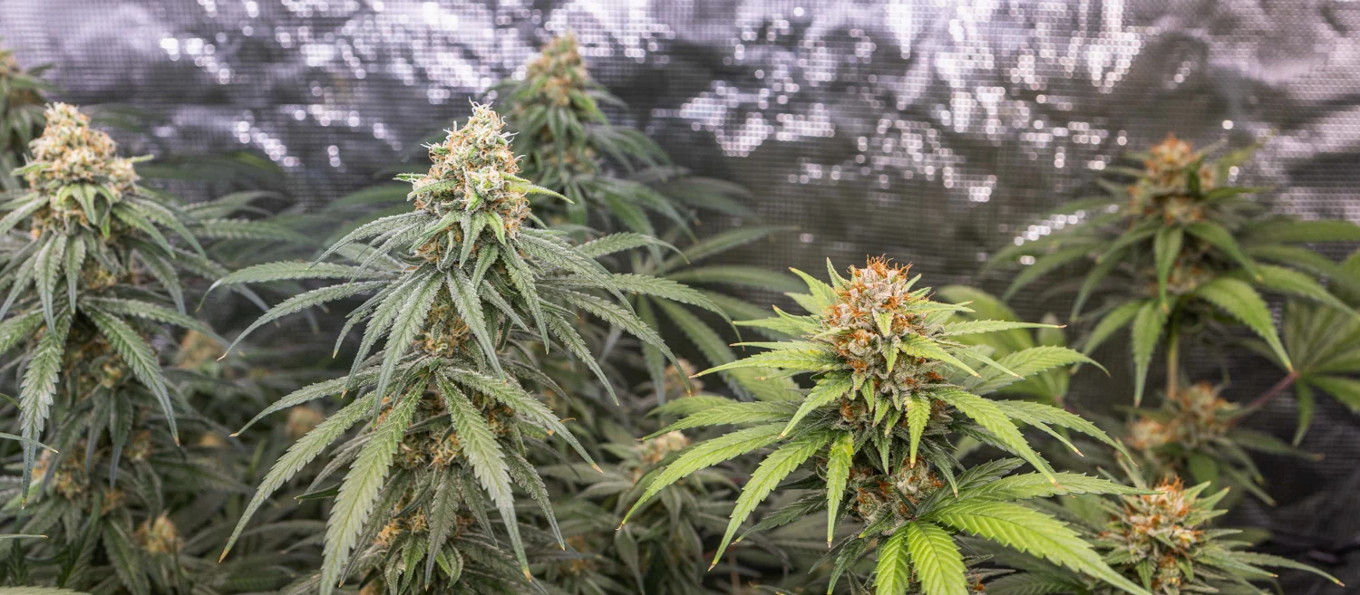 Tangie Tangie